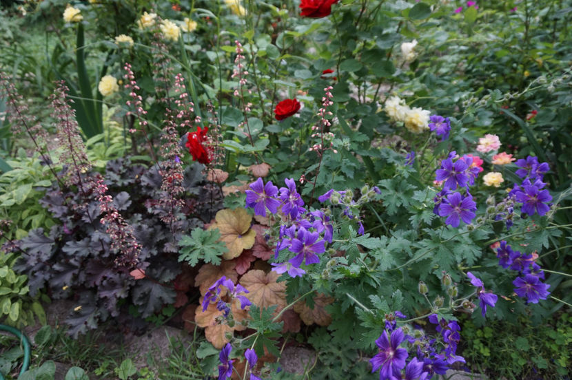  - Geranium si alte perene