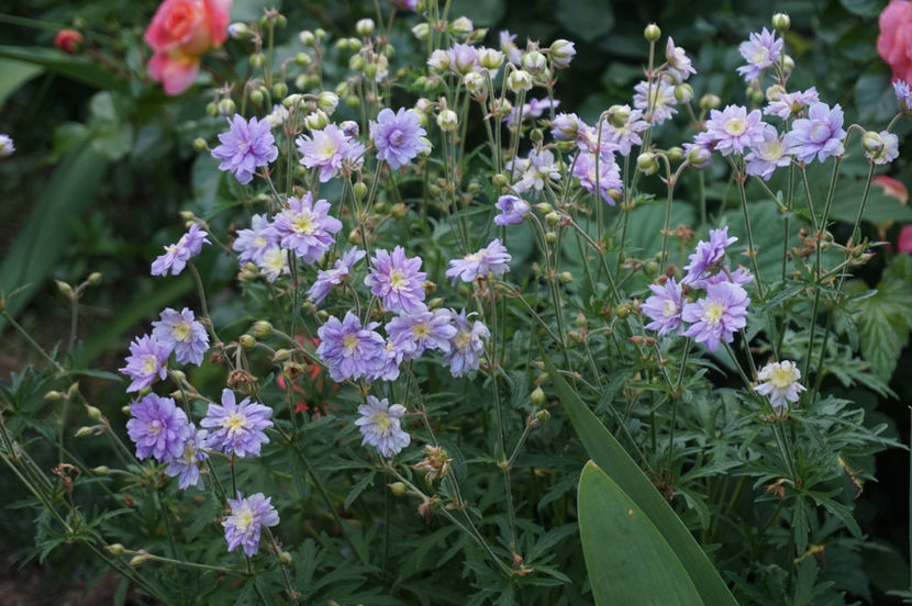  - Geranium si alte perene