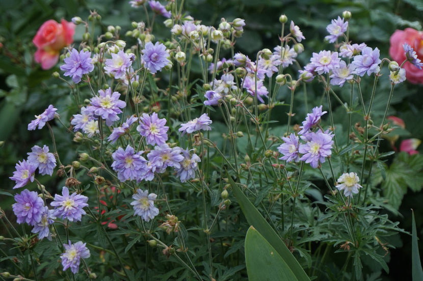  - Geranium si alte perene