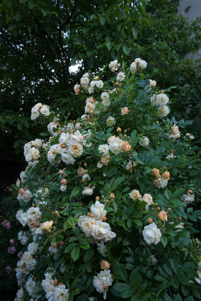  - Ghislaine de Feligonde