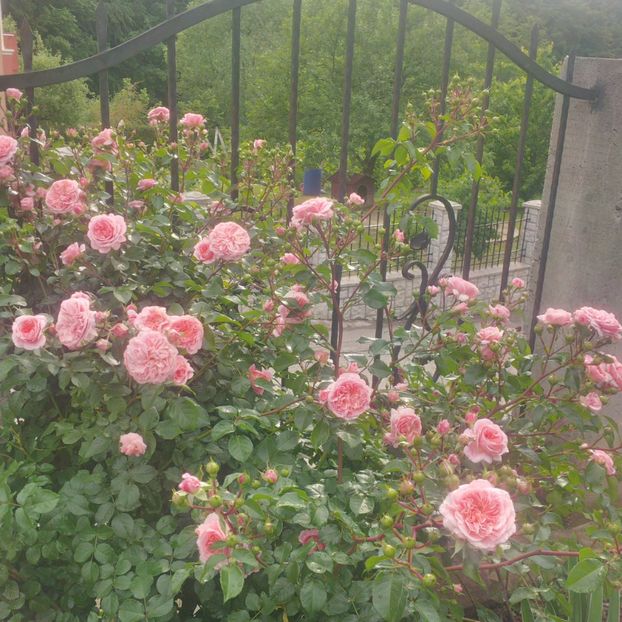  - gradina mai 2018