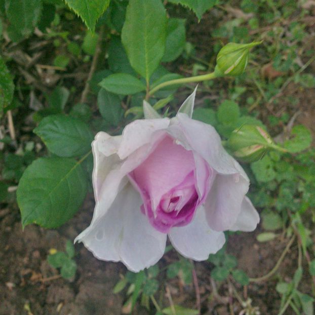 saphir - gradina mai 2018