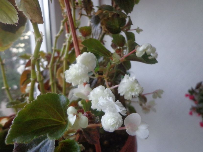 "Semperflorens" - In glastra