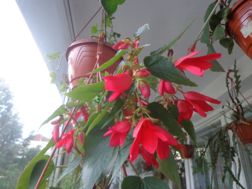 "Boliviensis" - In glastra