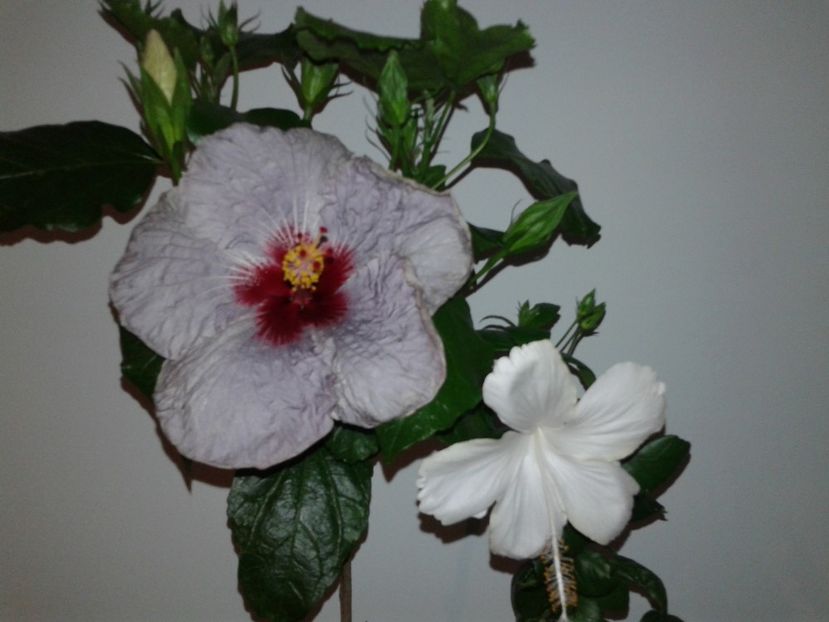  - Hibiscus Petra