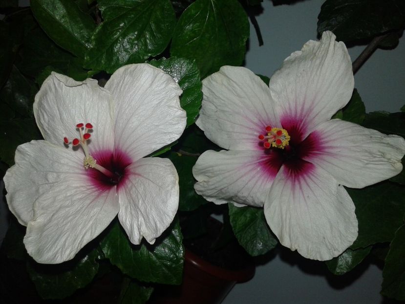 - Hibiscus Butterfly
