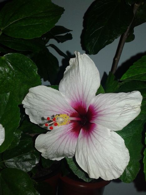  - Hibiscus Butterfly
