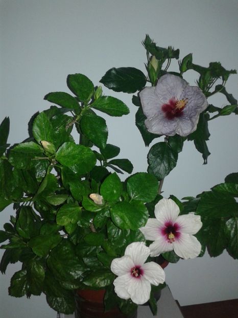  - Hibiscus Butterfly