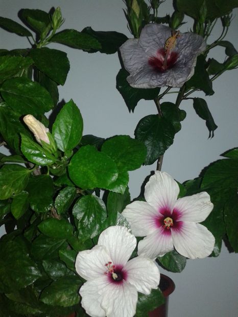  - Hibiscus Butterfly