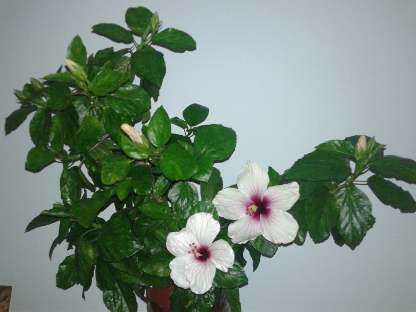  - Hibiscus Butterfly