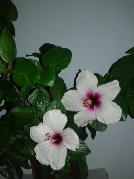  - Hibiscus Butterfly