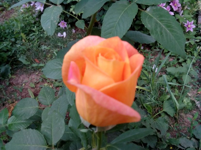  - Remy Martin- Cel mai frumos!