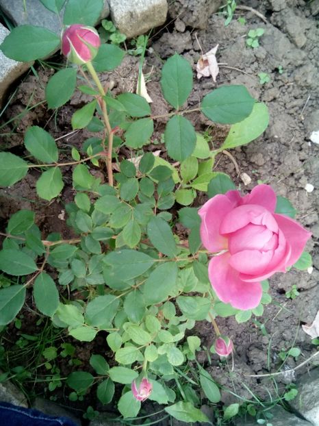  - Englezesc neidentificat-Gertrude Gekyll