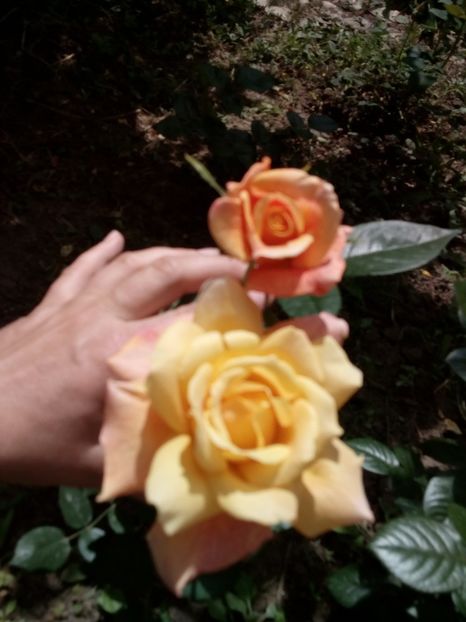  - Sutters gold TH- Un frumos foarte parfumat