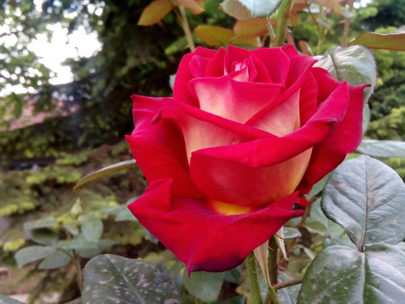  - Trandafiri de la fundație