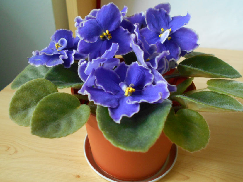 Perfect Harmony - 02___VIOLETE AFRICANE