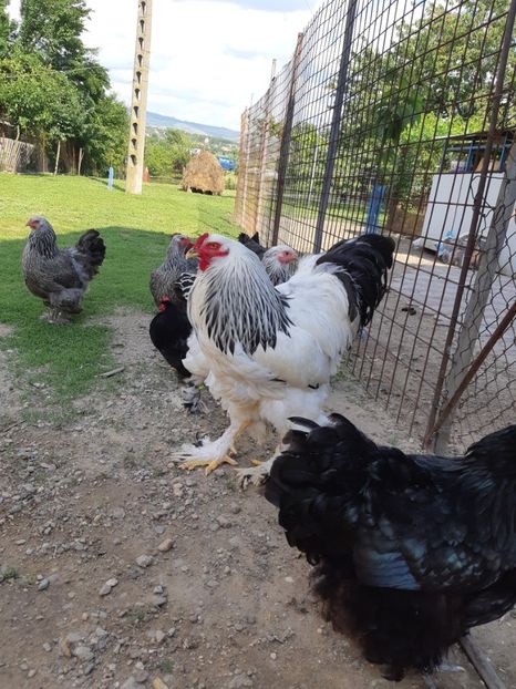  - 2018 - herminat deschis