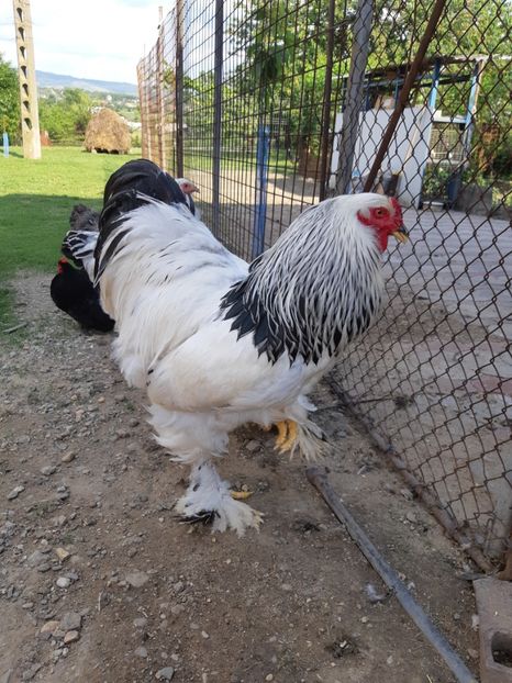 cocos 1 - 2018 - herminat deschis