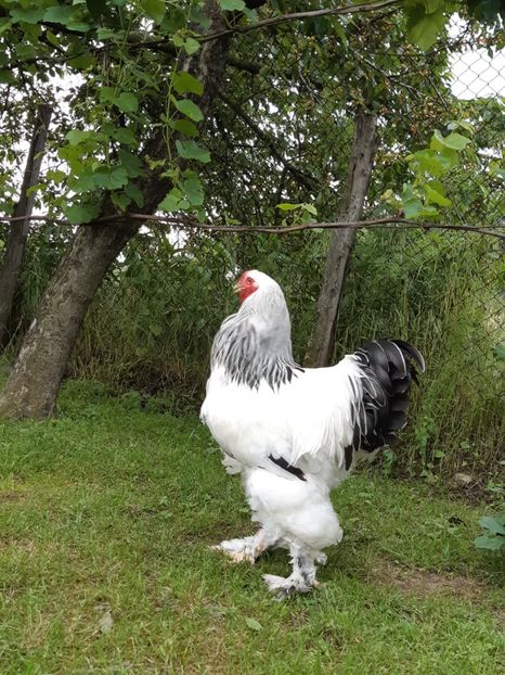 cocos 2 - 2018 - herminat deschis