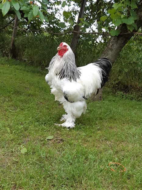 cocos 2 - 2018 - herminat deschis