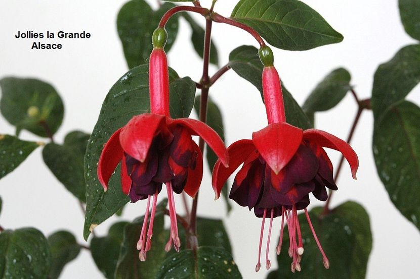 22.05.18 - 02 Fuchsia