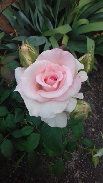 Melody - 00Trandafiri 2018