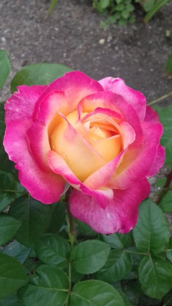 Pullman Orient Express - 00Trandafiri 2018