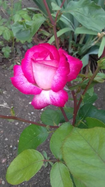 Gaujard - 00Trandafiri 2018