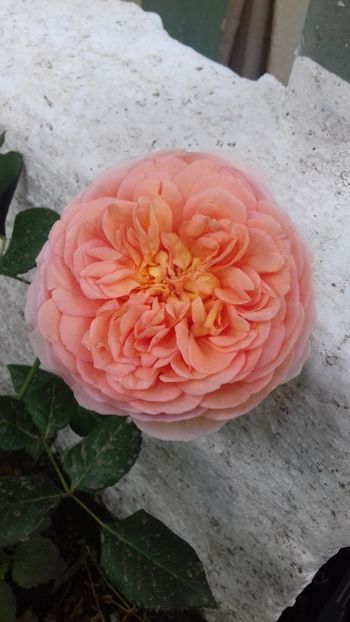 ABRAHAM DARBY - 00Trandafiri 2018