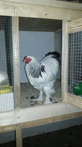  - 2018 - herminat deschis