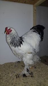  - 2018 - herminat deschis