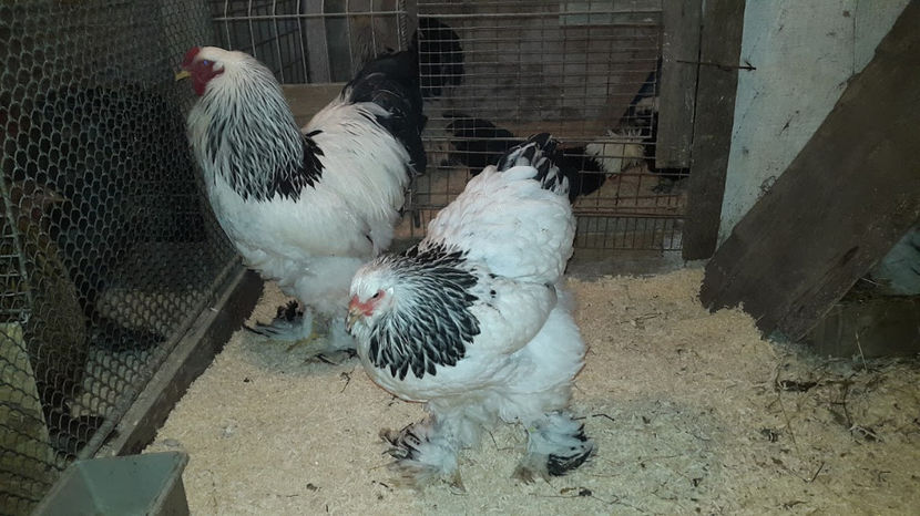  - 2018 - herminat deschis