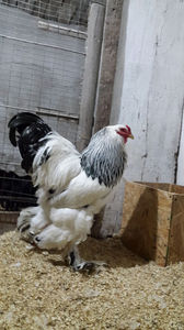 IMG-20180216-WA0025 - 2018 - herminat deschis