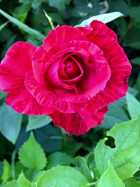 Red intuition - Trandafiri la balta