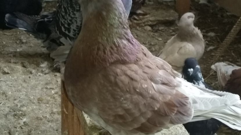  - ROMAGNOLI PORUMBEI