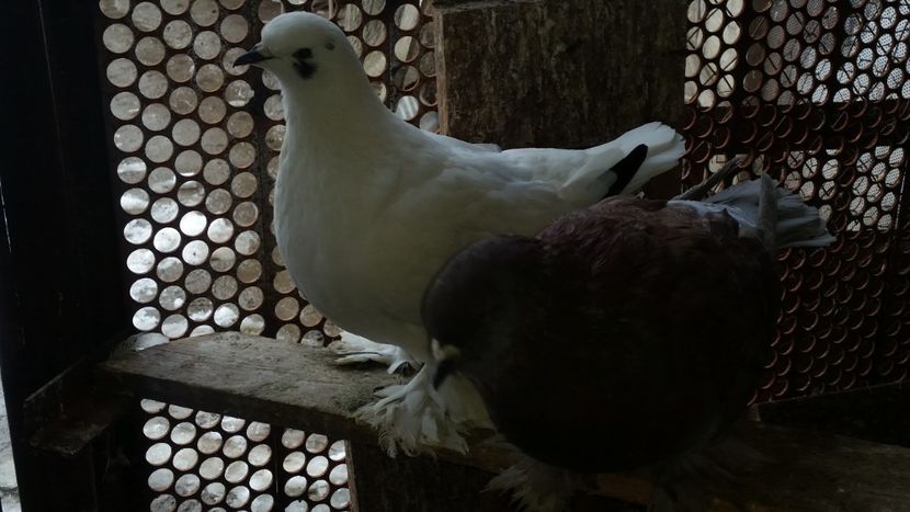  - ROMAGNOLI PORUMBEI