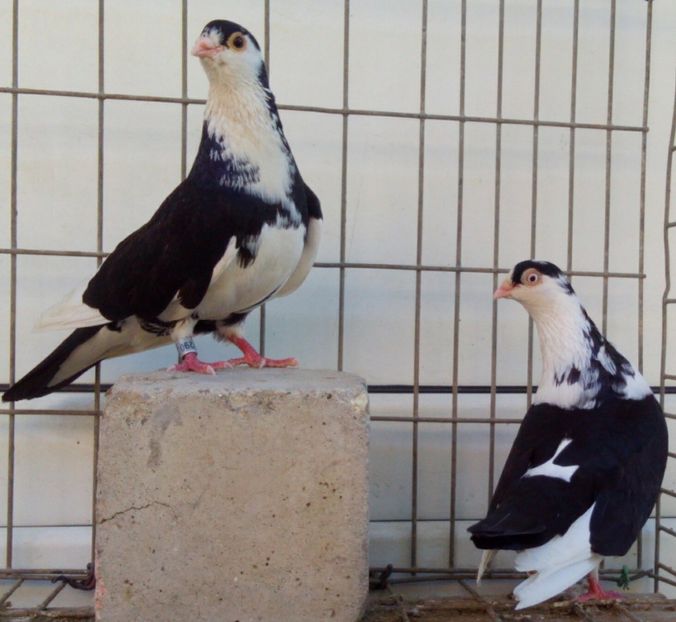 P=4 - 2Galateni pana simpla si baltati 2018