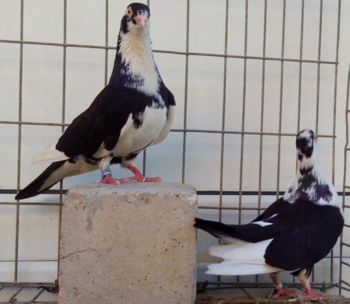  - 2Galateni pana simpla si baltati 2018