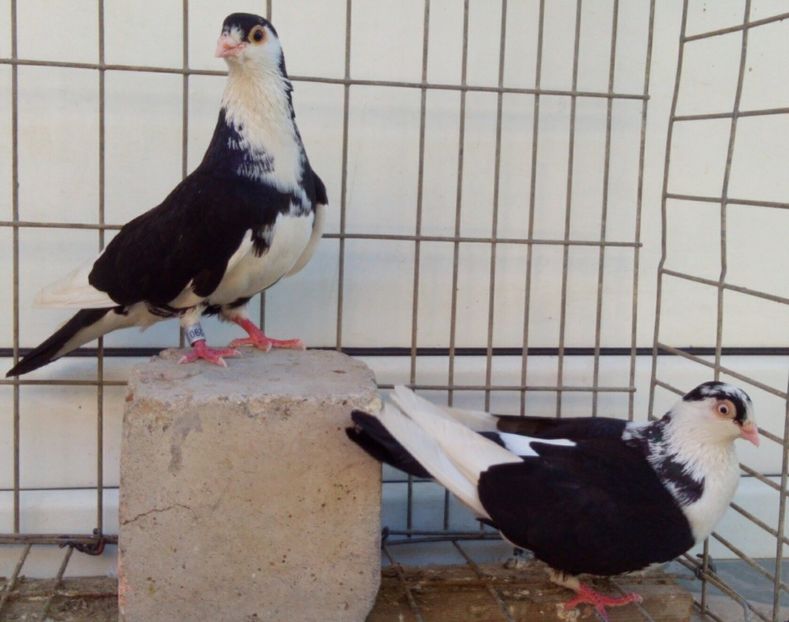  - 2Galateni pana simpla si baltati 2018