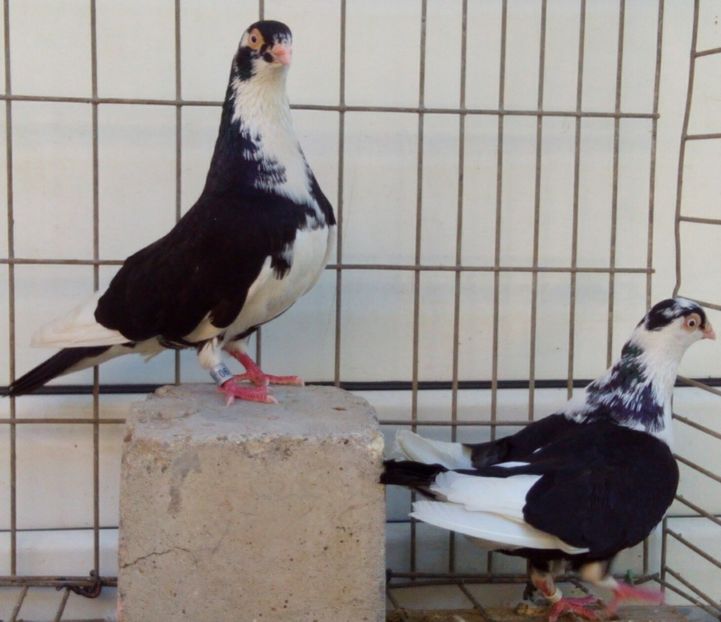  - 2Galateni pana simpla si baltati 2018