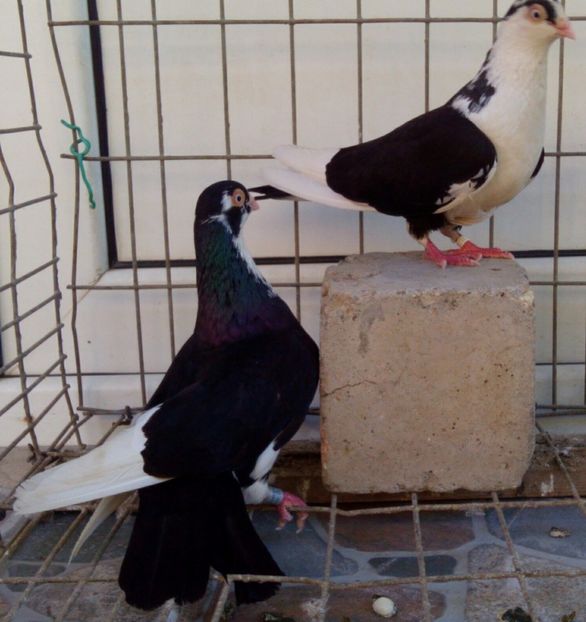  - 2Galateni pana simpla si baltati 2018