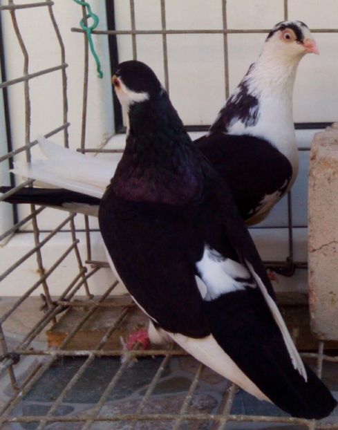 P=4 - 2Galateni pana simpla si baltati 2018