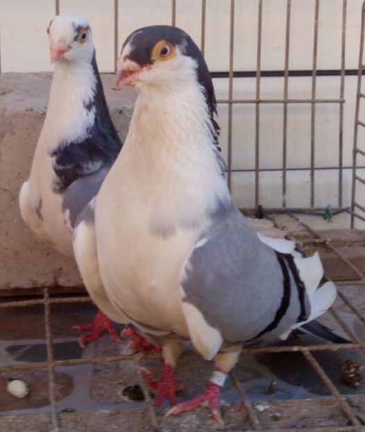 P=5 - 2Galateni pana simpla si baltati 2018