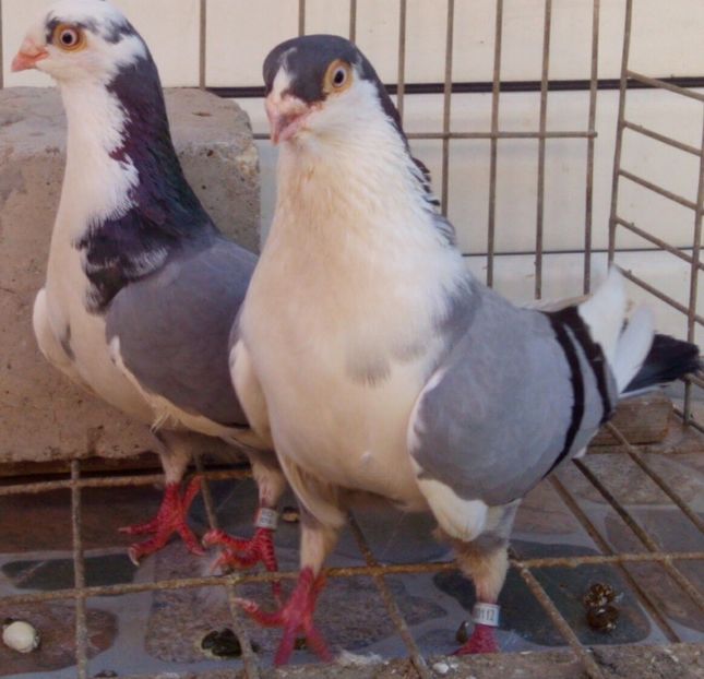  - 2Galateni pana simpla si baltati 2018