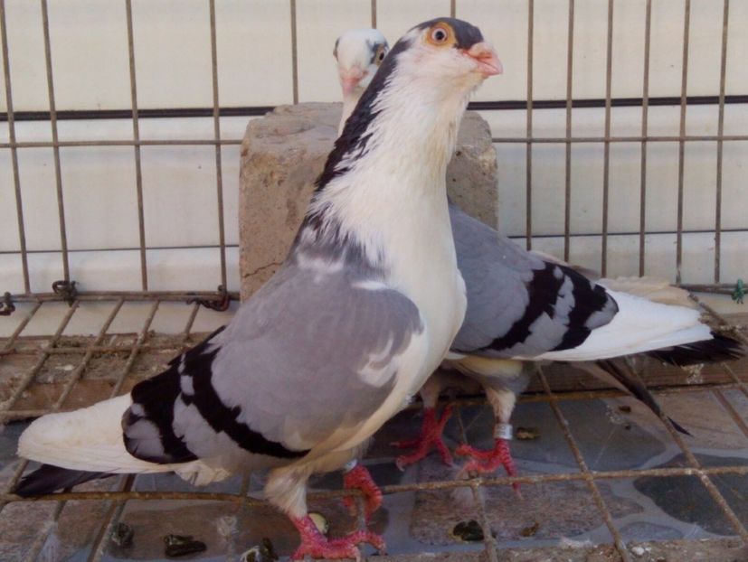  - 2Galateni pana simpla si baltati 2018