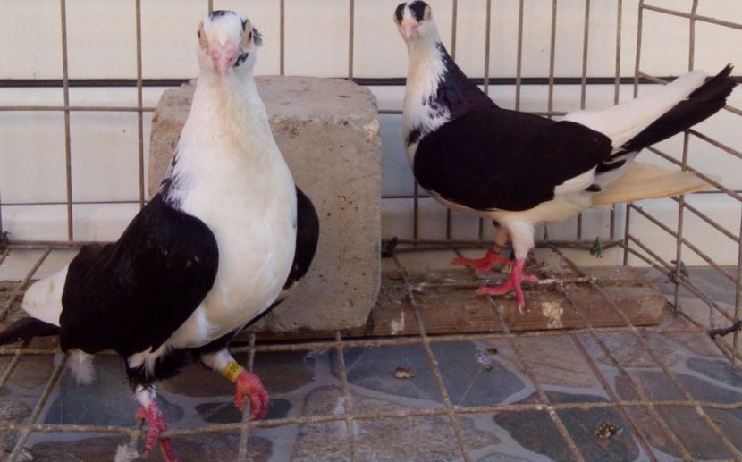 P=6 - 2Galateni pana simpla si baltati 2018