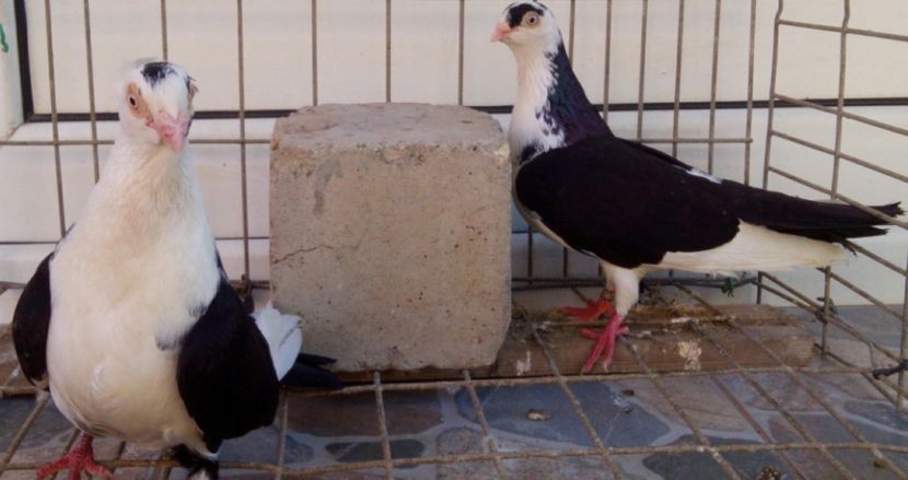 P=6 - 2Galateni pana simpla si baltati 2018