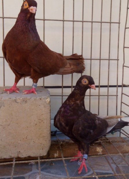 P=7 - 2Galateni pana simpla si baltati 2018