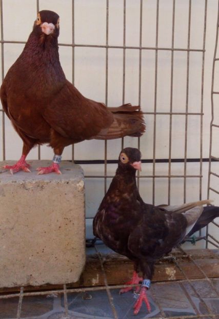  - 2Galateni pana simpla si baltati 2018