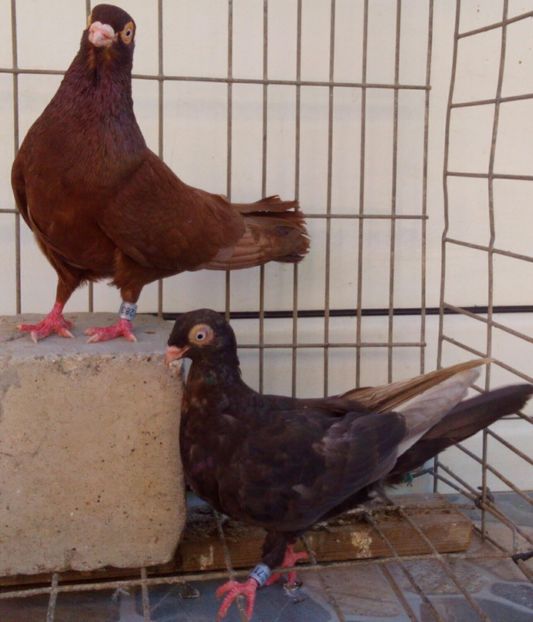 P=7 - 2Galateni pana simpla si baltati 2018